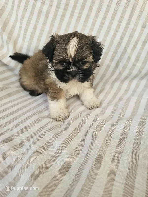 Louie - (AKC) – Shih Tzu puppy for sale in Monroe, NC