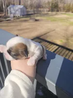 Luna - (AKC), a female Shih Tzu for sale in Monroe, NC – Photo 2 of 4