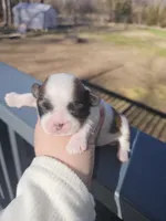 Luna - (AKC), a female Shih Tzu for sale in Monroe, NC – Photo 1 of 4