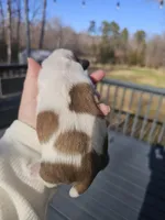 Luna - (AKC), a female Shih Tzu for sale in Monroe, NC – Photo 4 of 4