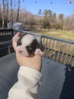 Luna - (AKC), a female Shih Tzu for sale in Monroe, NC – Photo 3 of 4