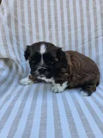 Amber- ( AKC ), a female Shih Tzu for sale in Monroe, NC – 5 of 9