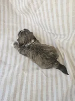 Charlie  - (AKC), a male Shih Tzu for sale in Monroe, NC – 3 of 5