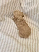 Betsy-( AKC) , a female Cocker Spaniel for sale in Monroe, NC – 2 of 5