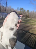 Gracie (AKC), a female Shih Tzu for sale in Monroe, NC – Photo 4 of 4