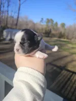 Gracie (AKC), a female Shih Tzu for sale in Monroe, NC – Photo 2 of 4