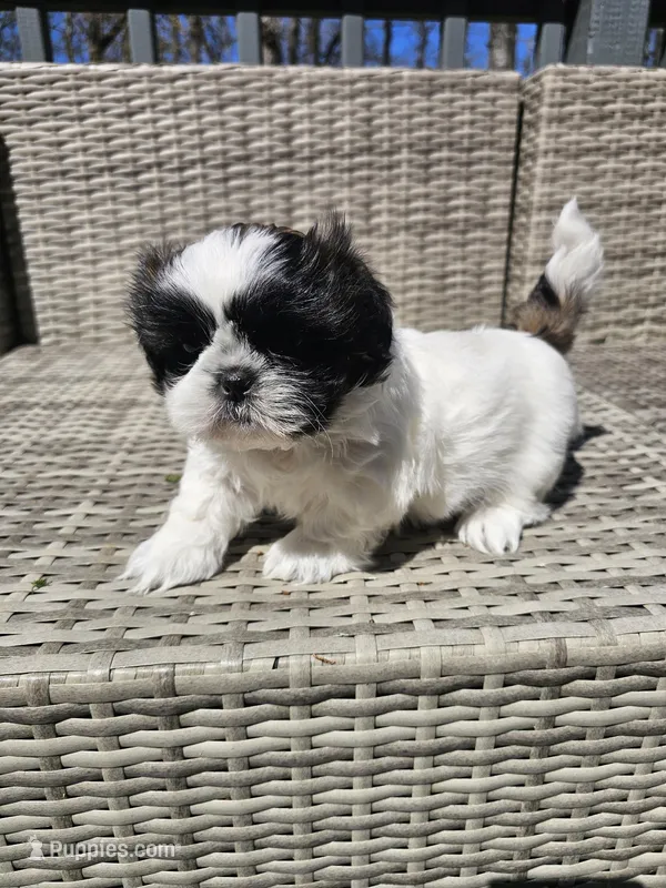 Gracie (AKC) – Shih Tzu puppy for sale in Monroe, NC