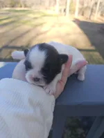 Gracie (AKC), a female Shih Tzu for sale in Monroe, NC – Photo 1 of 4