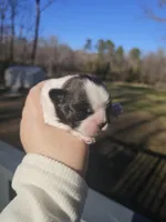 Gracie (AKC), a female Shih Tzu for sale in Monroe, NC – Photo 3 of 4