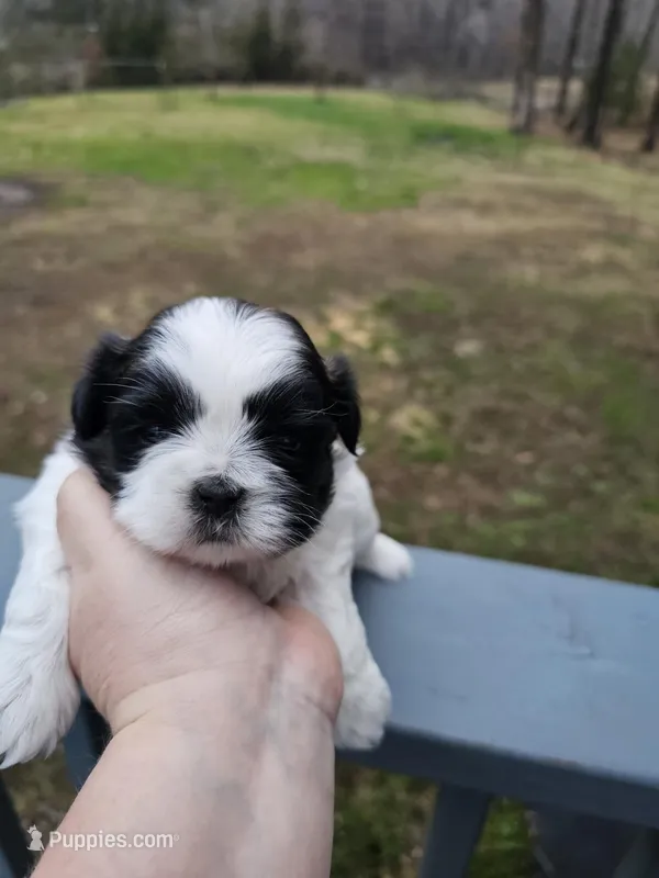 Gracie (AKC) – Shih Tzu puppy for sale in Monroe, NC