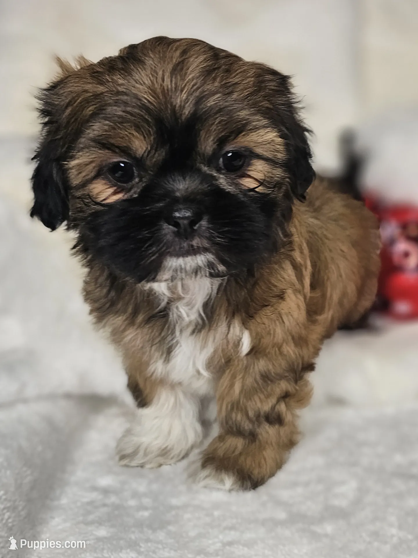 Shih Tzu Puppy For Sale in Monroe | Puppies.com