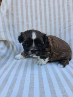 Amber- ( AKC ), a female Shih Tzu for sale in Monroe, NC – 7 of 9