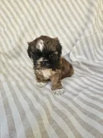 Betty - (AKC), a female Shih Tzu for sale in Monroe, NC – 4 of 5