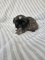 Charlie  - (AKC), a male Shih Tzu for sale in Monroe, NC – 2 of 5