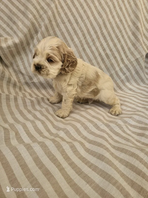 Snoopy  – Cocker Spaniel puppy for sale in Monroe, NC
