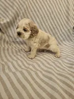 Snoopy , a male Cocker Spaniel for sale in Monroe, NC – 1 of 5