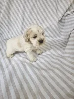Sadie - ( AKC), a female Cocker Spaniel for sale in Monroe, NC – 6 of 10