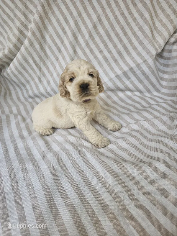 Sadie - ( AKC) – Cocker Spaniel puppy for sale in Monroe, NC
