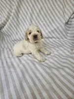 Sadie - ( AKC), a female Cocker Spaniel for sale in Monroe, NC – 1 of 10