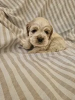Lexi - (AKC), a female Cocker Spaniel for sale in Monroe, NC – 4 of 4
