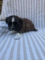 Amber- ( AKC ), a female Shih Tzu for sale in Monroe, NC – 1 of 9