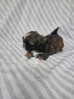 Mimi - (AKC), a female Shih Tzu for sale in Monroe, NC – 5 of 5