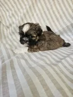 Louie - (AKC), a male Shih Tzu for sale in Monroe, NC – 4 of 5