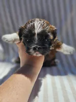 Amber- ( AKC ), a female Shih Tzu for sale in Monroe, NC – 3 of 9