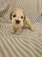 Snoopy , a male Cocker Spaniel for sale in Monroe, NC – 4 of 5