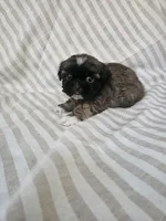 Charlie  - (AKC), a male Shih Tzu for sale in Monroe, NC – 4 of 5