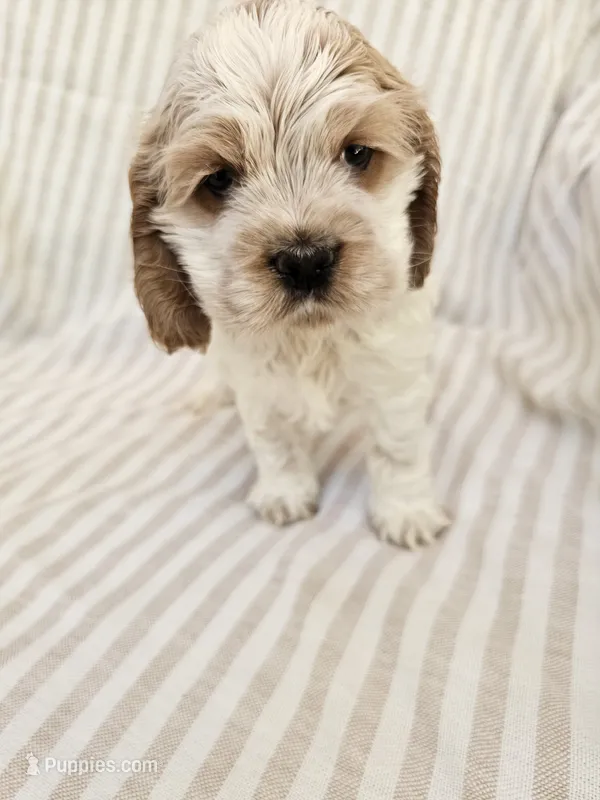 Snoopy  – Cocker Spaniel puppy for sale in Monroe, NC
