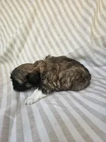Ellie - (AKC), a female Shih Tzu for sale in Monroe, NC – 4 of 4