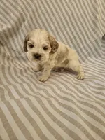 Snoopy , a male Cocker Spaniel for sale in Monroe, NC – 5 of 5