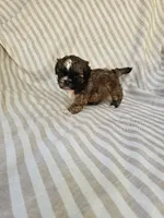 Betty - (AKC), a female Shih Tzu for sale in Monroe, NC – 5 of 5