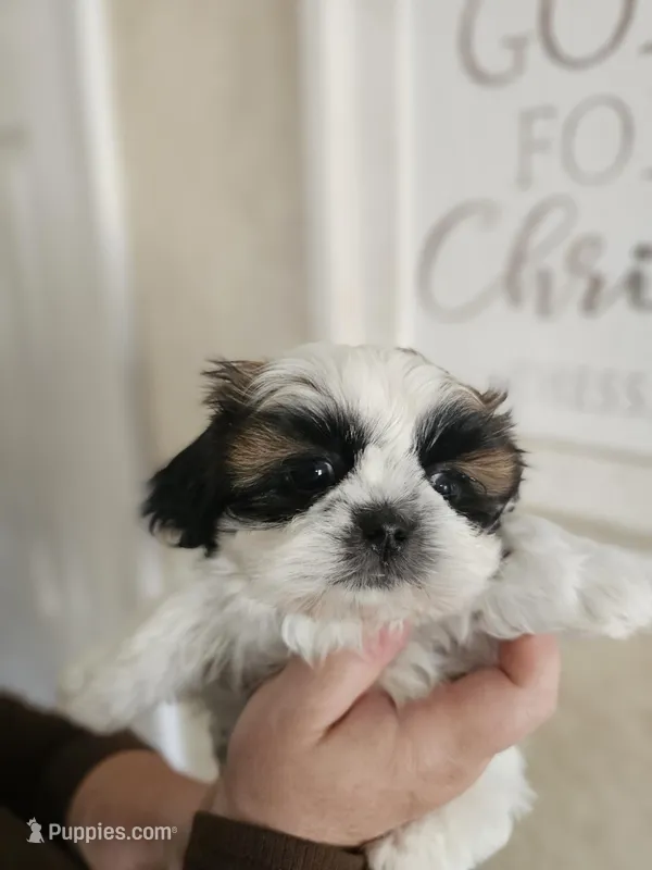 Maxie (AKC) – Shih Tzu puppy for sale in Monroe, NC