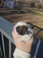 Maxie (AKC), a male Shih Tzu for sale in Monroe, NC – Photo 3 of 4