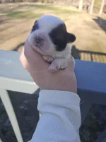 Maxie (AKC), a male Shih Tzu for sale in Monroe, NC – Photo 2 of 4