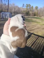 Maxie (AKC), a male Shih Tzu for sale in Monroe, NC – Photo 4 of 4