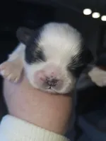 Maxie (AKC), a male Shih Tzu for sale in Monroe, NC – Photo 1 of 4