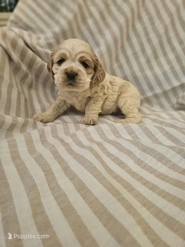 Lexi - (AKC) – Cocker Spaniel puppy for sale in Monroe, NC