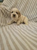 Lexi - (AKC), a female Cocker Spaniel for sale in Monroe, NC – 1 of 4