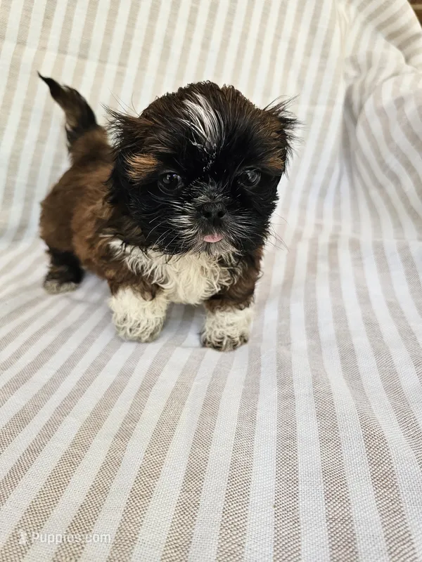Amber- ( AKC ) – Shih Tzu puppy for sale in Monroe, NC