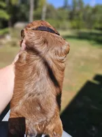 Amber- ( AKC ), a female Shih Tzu for sale in Monroe, NC – 8 of 9