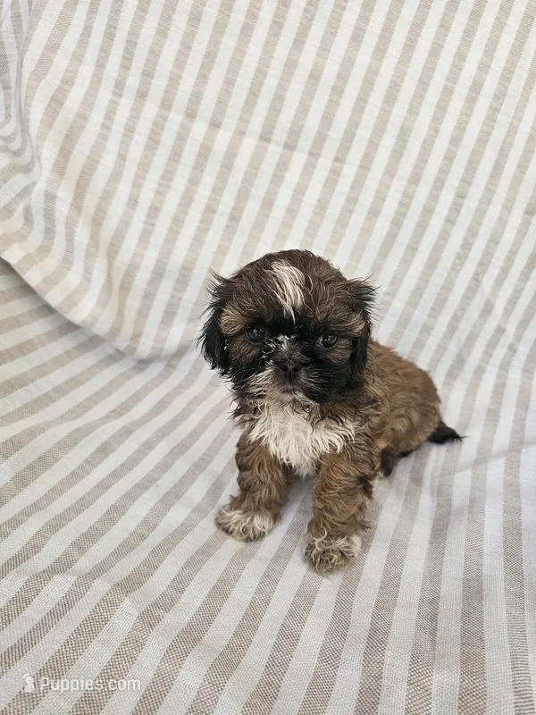 Betty - (AKC) – Shih Tzu puppy for sale in Monroe, NC