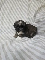 Mimi - (AKC), a female Shih Tzu for sale in Monroe, NC – 4 of 5