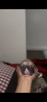 Ballistic , a female Cane Corso for sale in Killeen, TX – 2 of 3