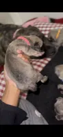 Rouge, a female Cane Corso for sale in Killeen, TX – 3 of 3