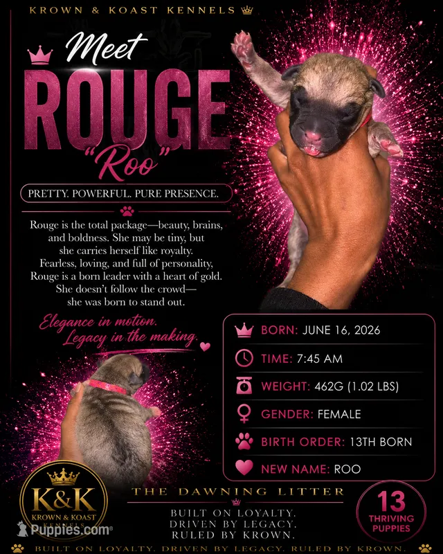 Rouge – Cane Corso puppy for sale in Killeen, TX
