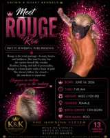 Rouge, a female Cane Corso for sale in Killeen, TX – 1 of 3