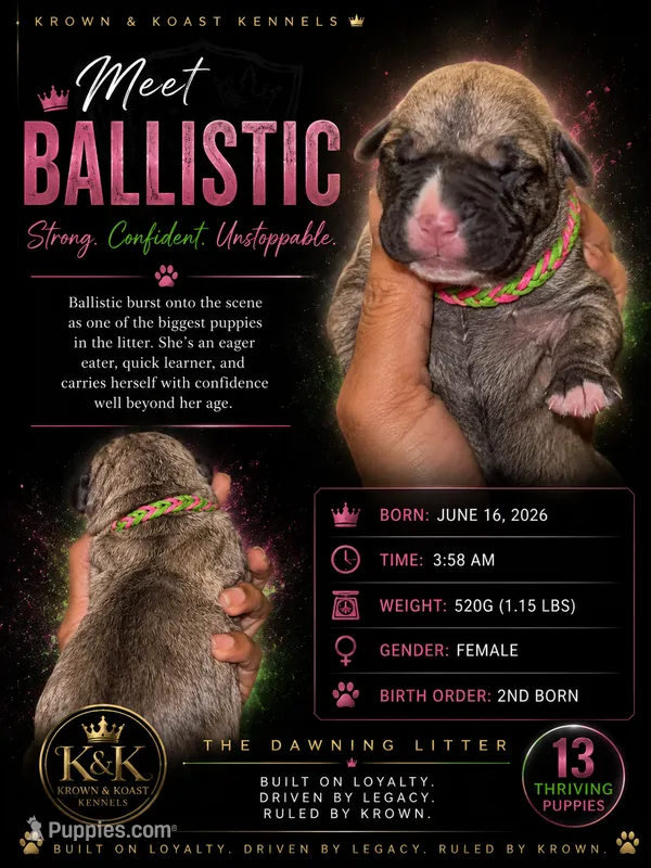 Ballistic  – Cane Corso puppy for sale in Killeen, TX